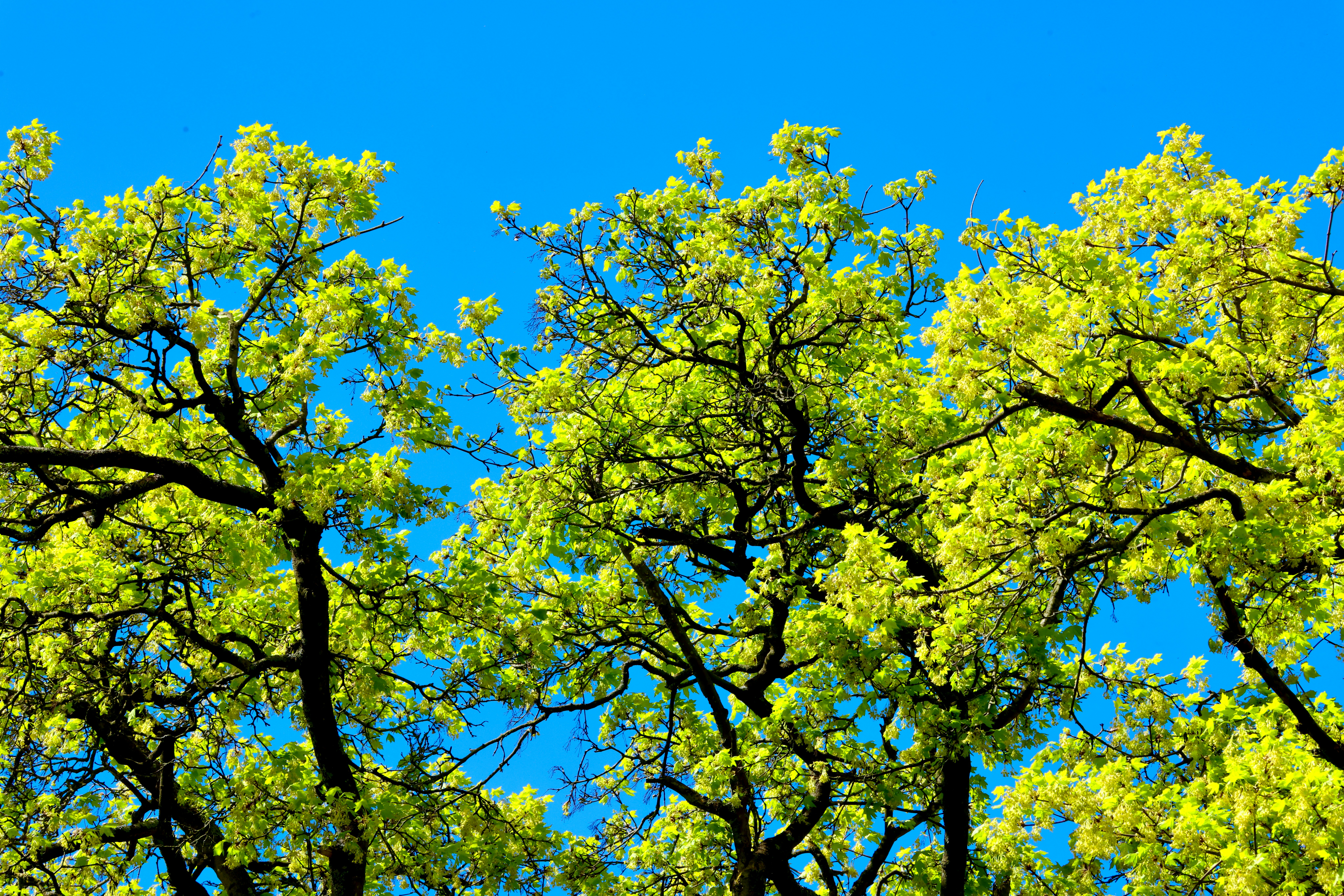 Arborist climbing a large tree