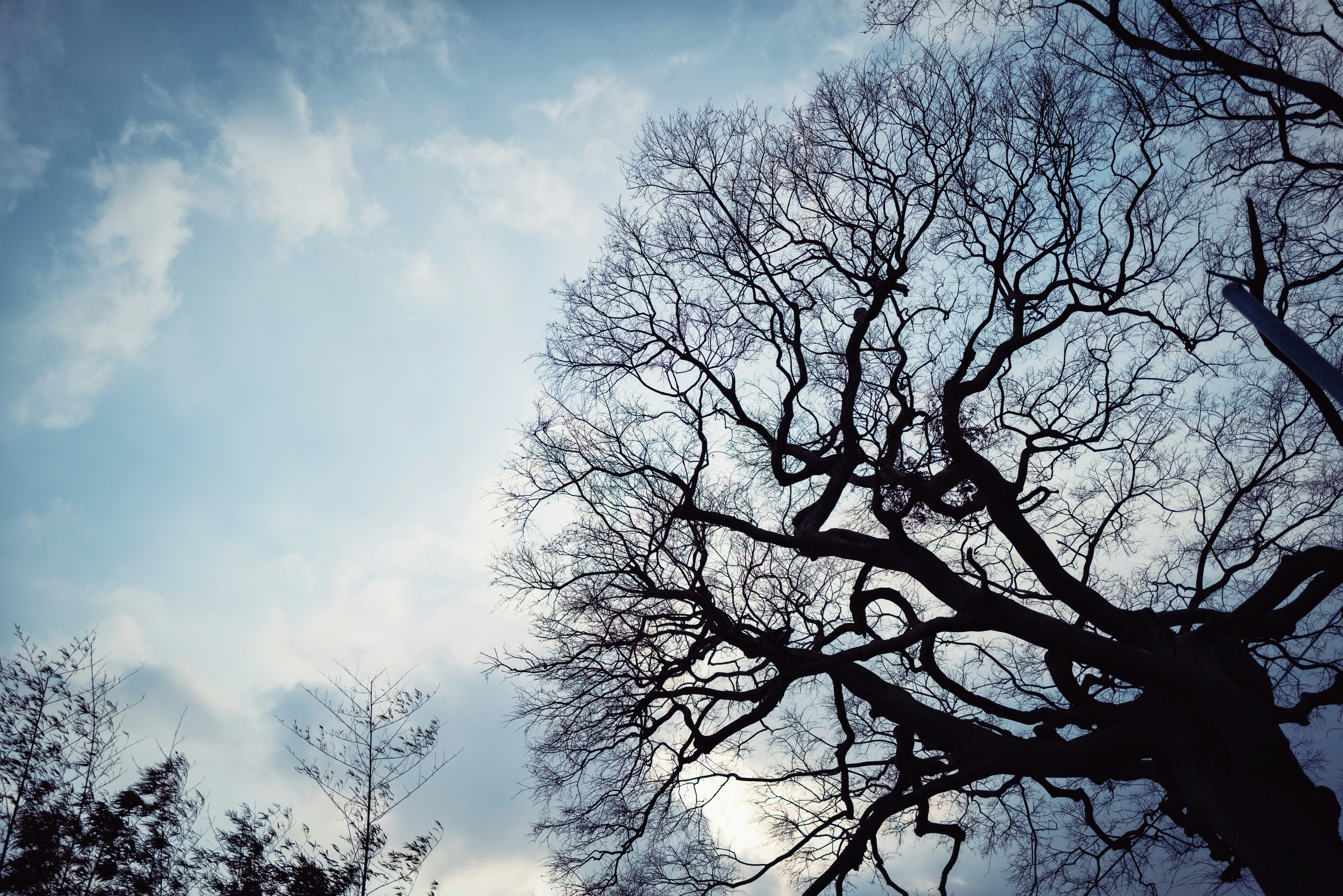 Crown reduction work on a large tree