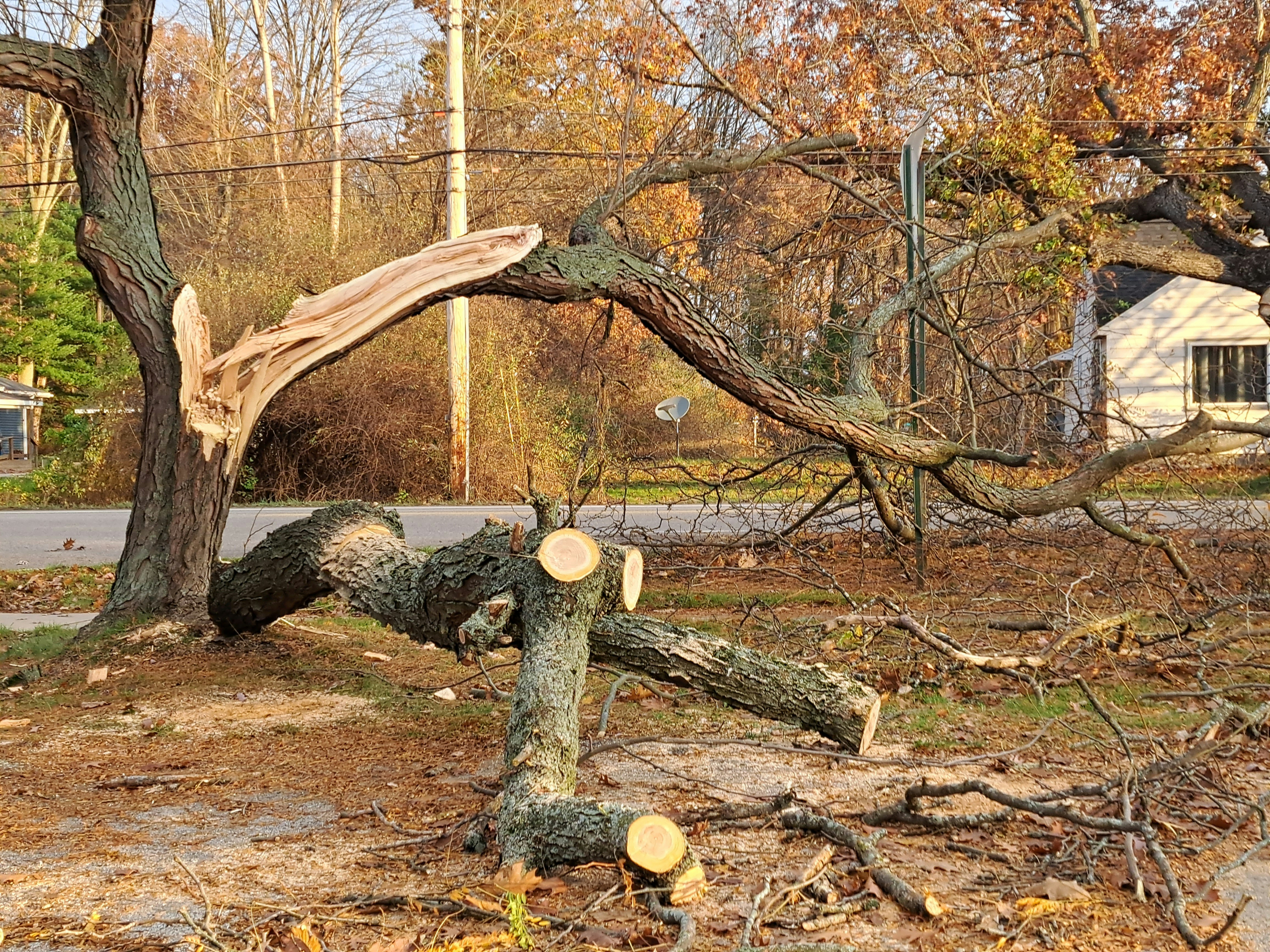 Emergency tree work after storm damage