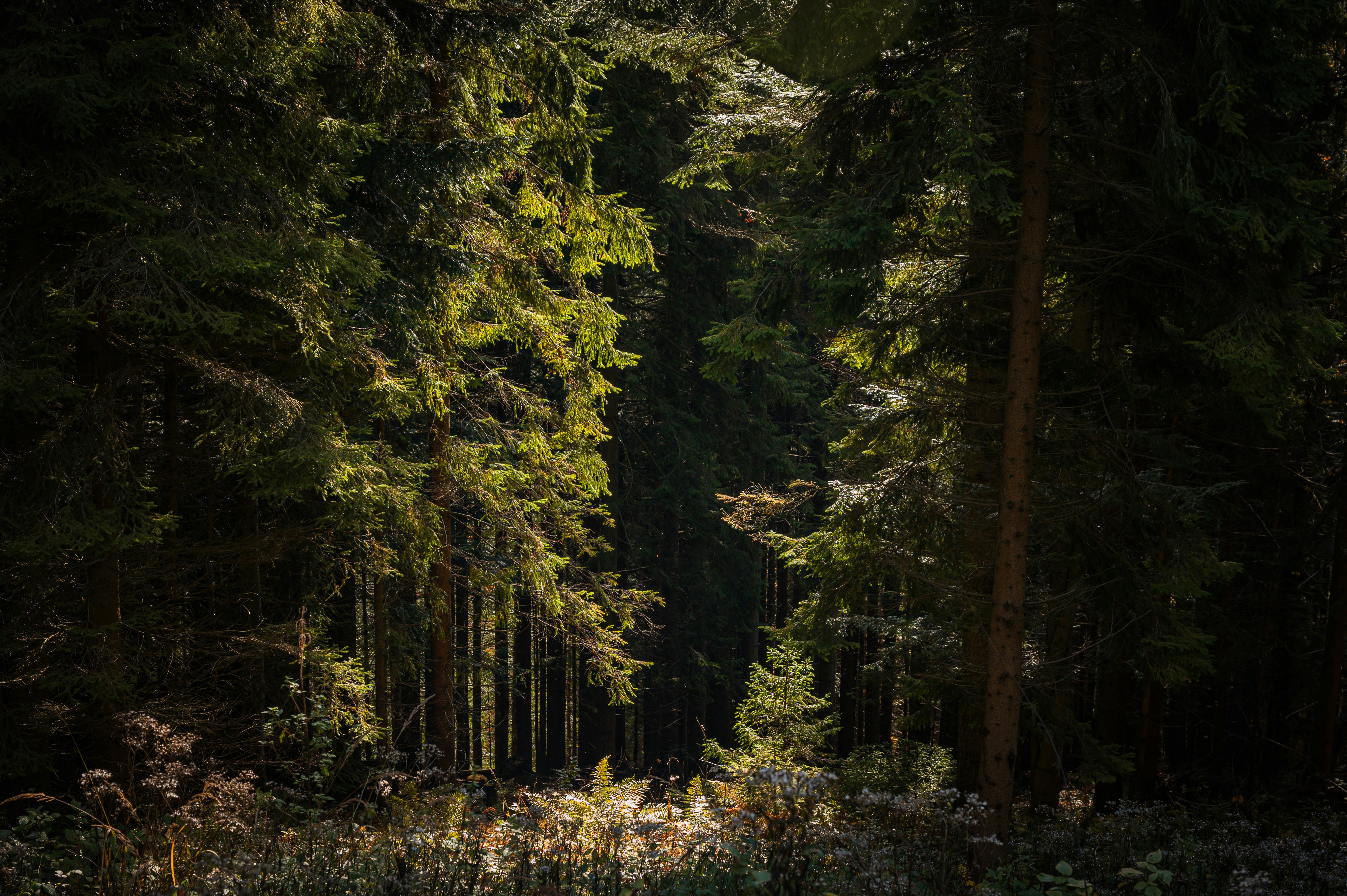 Land development clearance