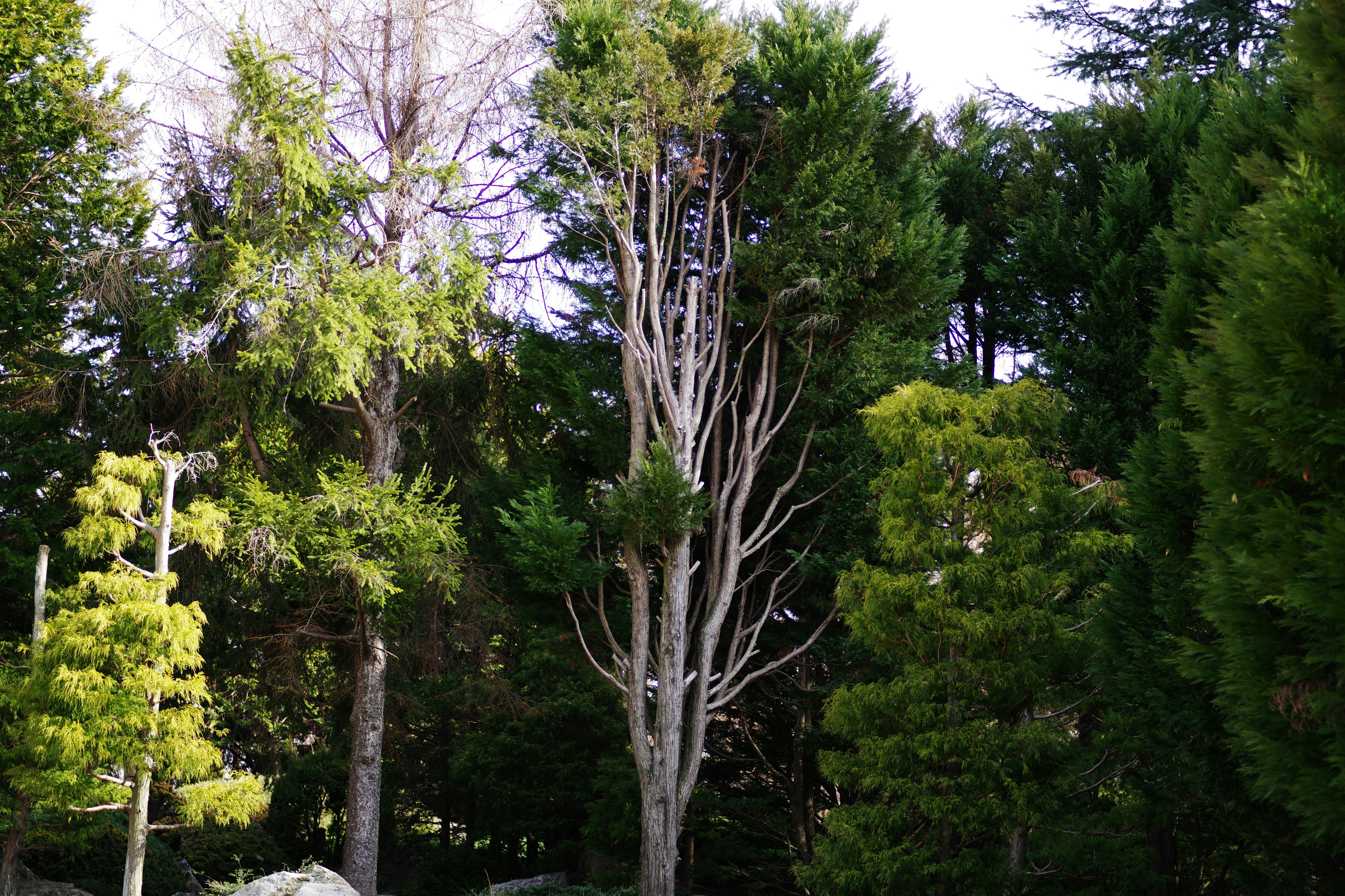 Professional tree pruning